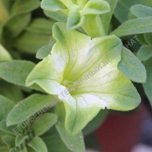 Егорьевский тепличный комбинат Петуния Ray Pistachio Cream