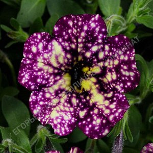 Петуния Splash Dance Magenta Mambo