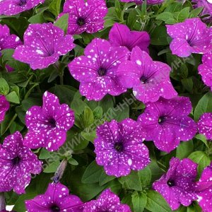 Егорьевский тепличный комбинат Петуния Splash Dance Purple Polka