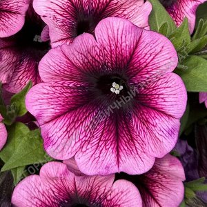 Петуния Sweetunia Purple Gem