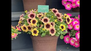 Петуния Ray Shadow