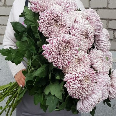 Предзаказ на весну: еврочеренки хризантем. Новинки!