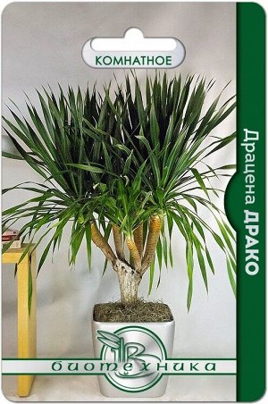 Драцена Драко
