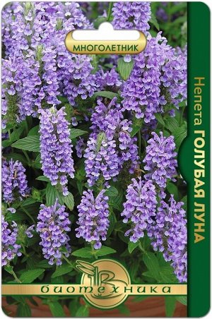 Непета Голубая луна