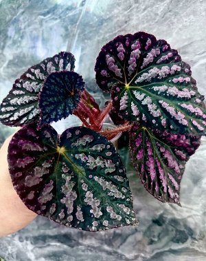 Цветы от FEViolets Бегония xanthina Hook. var. pictifolia