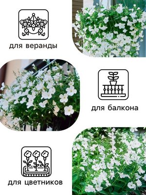 Семена цветов Лобелия ампельная «Белый каскад», 5 шт., «Рецепты дедеушки Никиты»