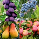 Саженцы плодовых деревьев от питомника 🍎 Предзаказ