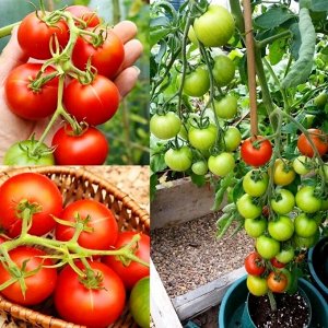 Помидоры Тамина Яблонька России - Tamina Tomato