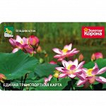 Транспортные Карты Владивосток