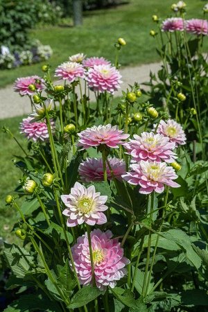 Pink Delight георгина