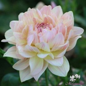 Pink Delight георгина