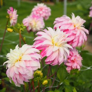 Pink Petticoat георгина