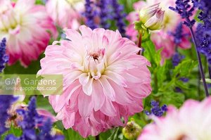 Pink Petticoat георгина