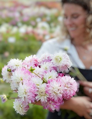 Pink Petticoat георгина