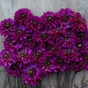 Purple Haze георгина