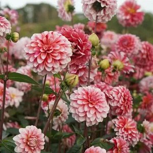 Strawberry Cream георгина
