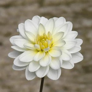 White Onesta георгина