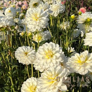 White Onesta георгина