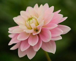 Георгин Pink Delight нимфейный