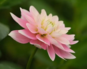 Георгин Pink Delight нимфейный