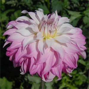 Георгин Pink Petticoat декоративный