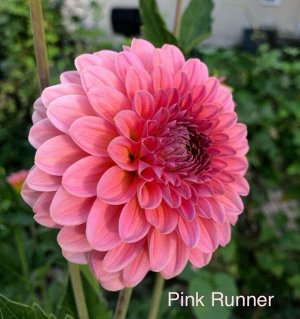 Георгин Pink Runner декоративный