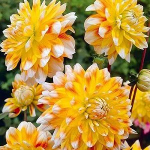 Георгин Peaches and Cream декоративный