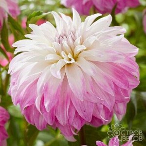 Pink Petticoat декоративный