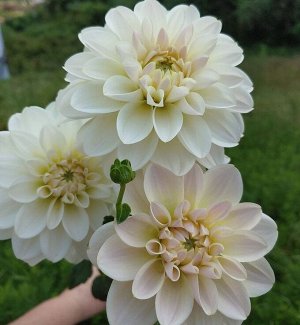 Георгин Caramel Antique декоративный