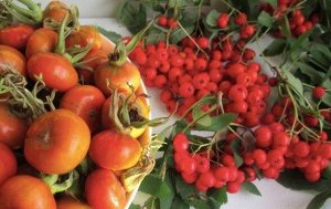 Сироп Шиповник с рябиной