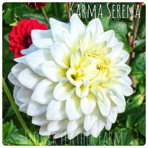 Karma Serena декоративный