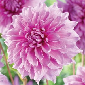 Lavander Perfection декоративный