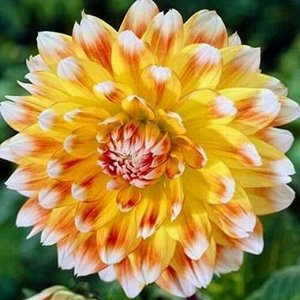 Peaches and Cream декоративный