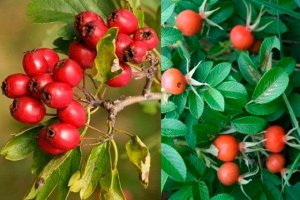 Сироп Шиповник с боярышником