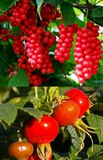 Сироп Шиповник с лимонником