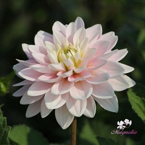 Pink Delight нимфейный