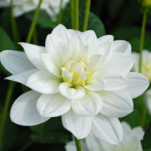 White Onesta нимфейный