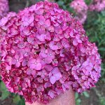 Гортензии Голландского питомника