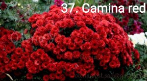 Питомник рассады и саженцев Хризантема мультифлора Camina Red