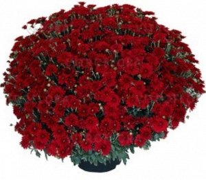 Питомник рассады и саженцев Хризантема мультифлора Camina Red