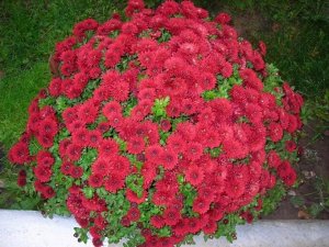 Питомник рассады и саженцев Хризантема мультифлора Camina Red