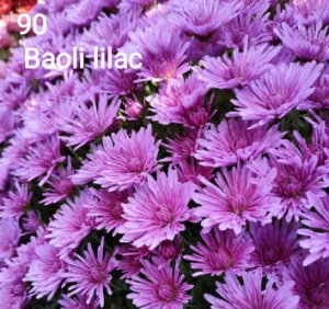 Питомник рассады и саженцев Хризантема мультифлора Baoli Lilac