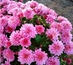 Питомник рассады и саженцев Хризантема мультифлора Paularo Pink