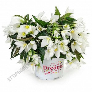 Бегония Beauvilia White