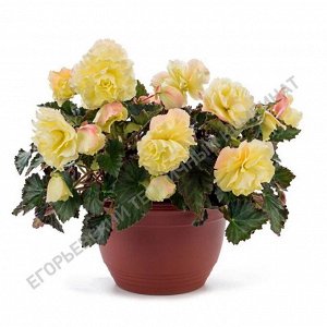 Бегония Fragrant Falls Lemon