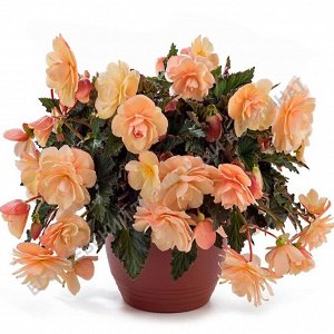 Бегония Fragrant Falls Peach