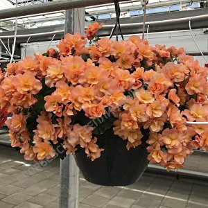 Бегония Solenia Apricot