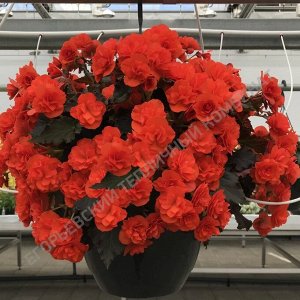 Бегония Solenia Chocolate Orange