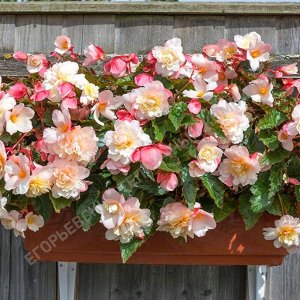 Бегония Sweetspice Appleblossom Impr.