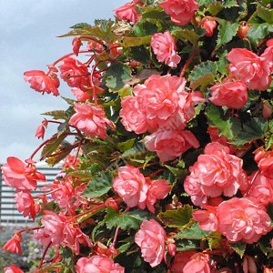 Бегония Sweetspice English Rose